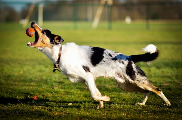 Why JavaScript Developers Should Prefer Axios Over Fetch | by Sabesan Sathananthan | Feb, 2021 | Better Programming
