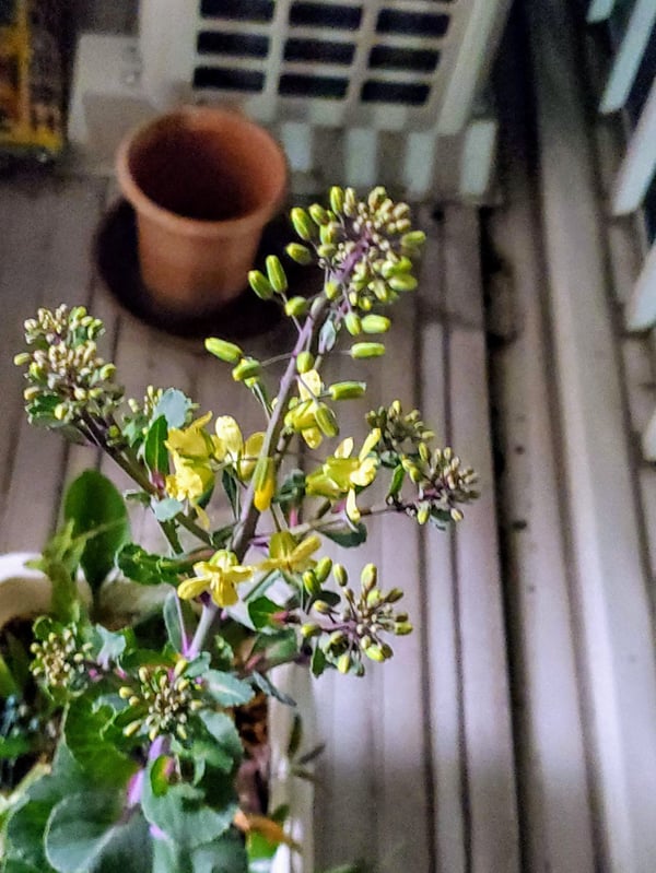 FLOWER で届いた葉牡丹が大変なことになってる